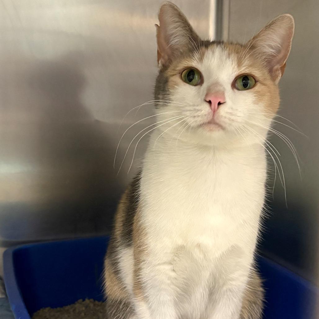 Enlarge Cali, a Adoptable Domestic Short Hair in East Hanover, NJ image 2/2