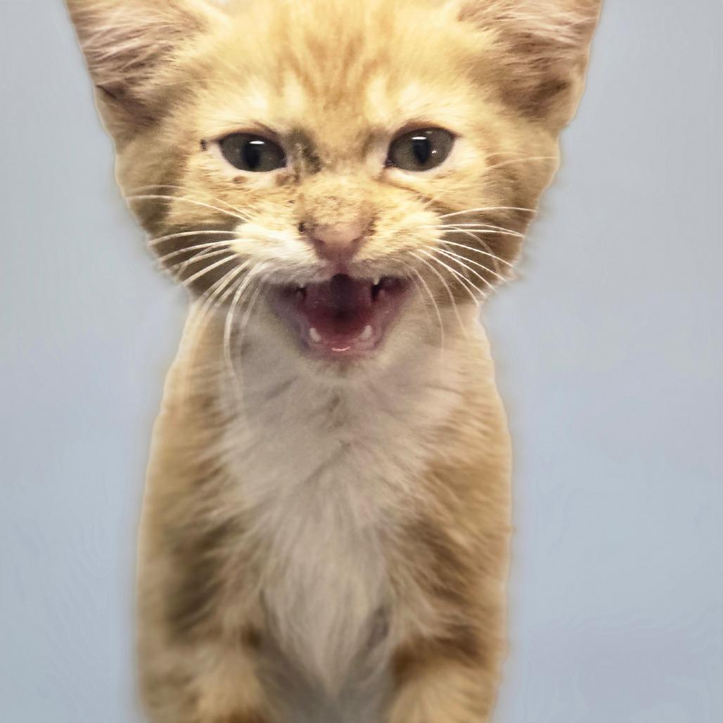 Fred, Adoptable, Kitten Male Domestic Medium Hair.