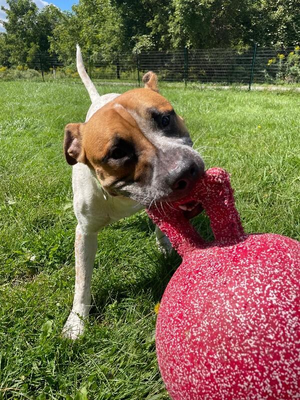Rebel, Adoptable, Young Male Mixed Breed.