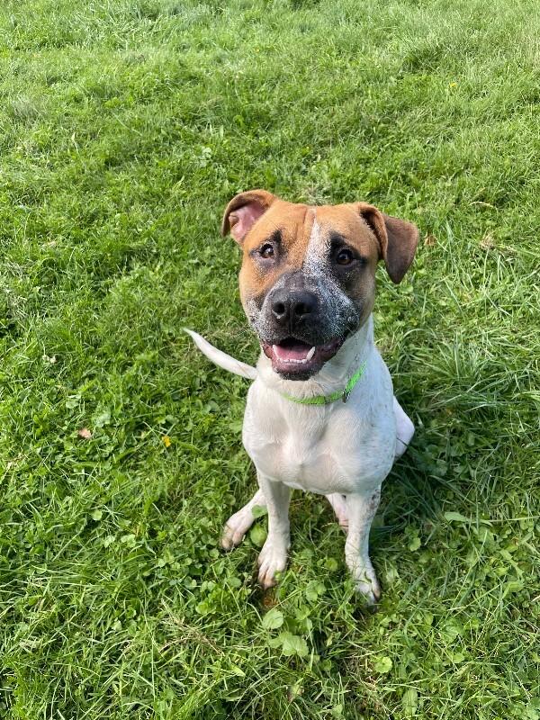 Enlarge Rebel, a Adoptable Mixed Breed in Cortland, NY image 2/6