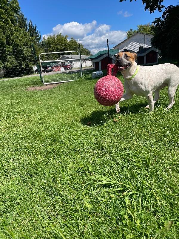 Enlarge Rebel, a Adoptable Mixed Breed in Cortland, NY image 3/6