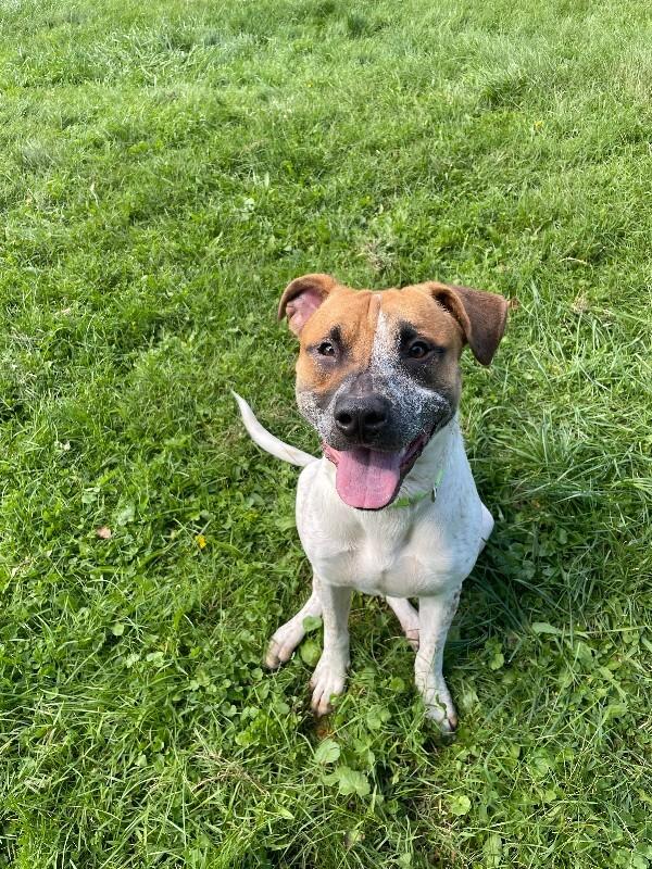 Enlarge Rebel, a Adoptable Mixed Breed in Cortland, NY image 4/6