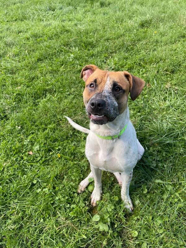 Enlarge Rebel, a Adoptable Mixed Breed in Cortland, NY image 5/6