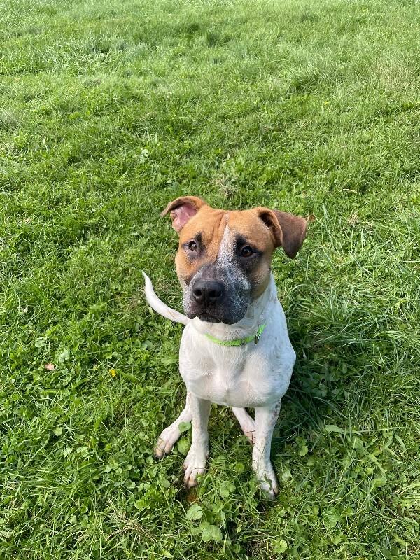 Enlarge Rebel, a Adoptable Mixed Breed in Cortland, NY image 6/6