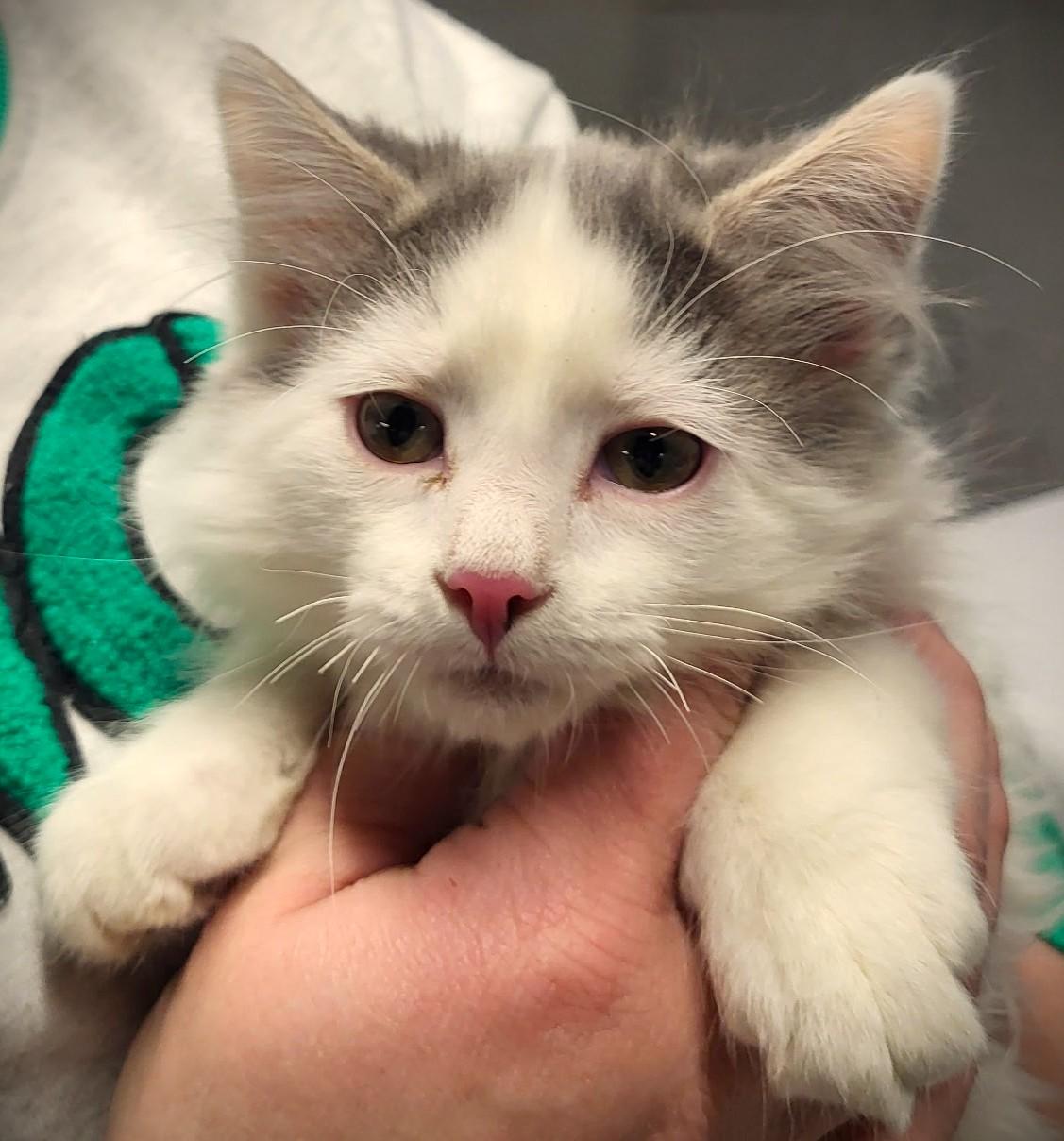 Rascal-pending, adopted, Kitten Male Domestic Long Hair.