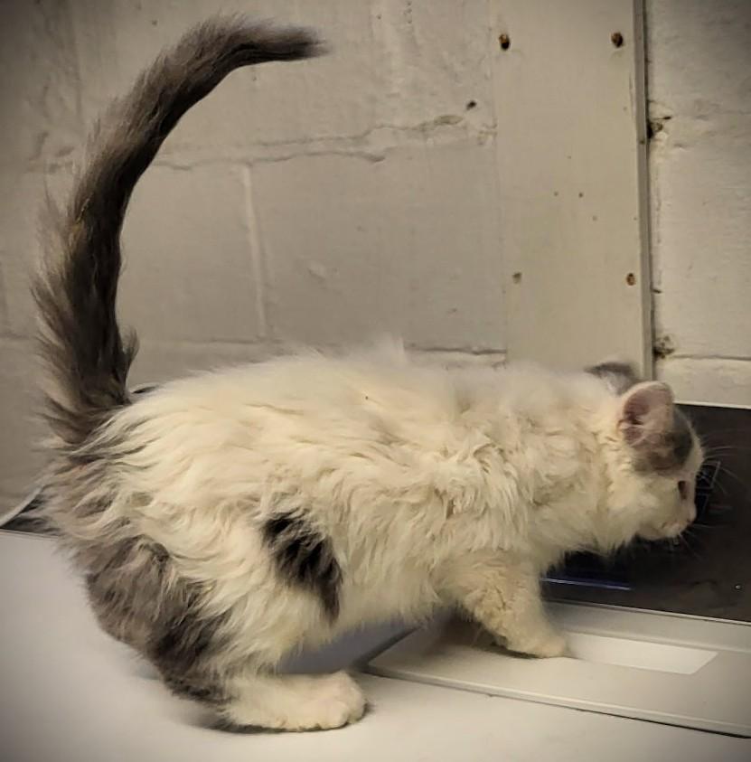 Enlarge Rascal-pending, an adopted Domestic Long Hair in Mankato, MN image 2/2