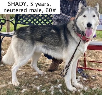 Enlarge Shady, a Adopted Husky in Vallonia, IN image 1/1