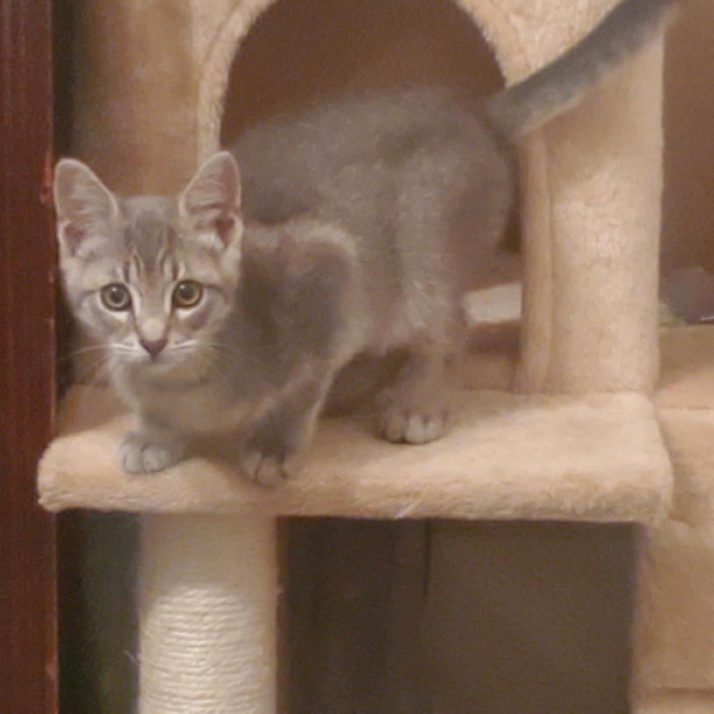 Enlarge Neo, a Adoptable Domestic Short Hair in Estacada, OR image 1/1