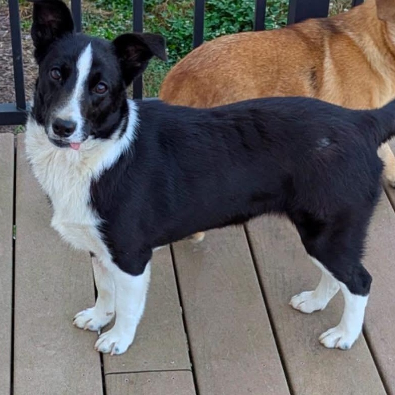 Enlarge Indy, a Adopted mixed breed in Louisville, KY image 1/1