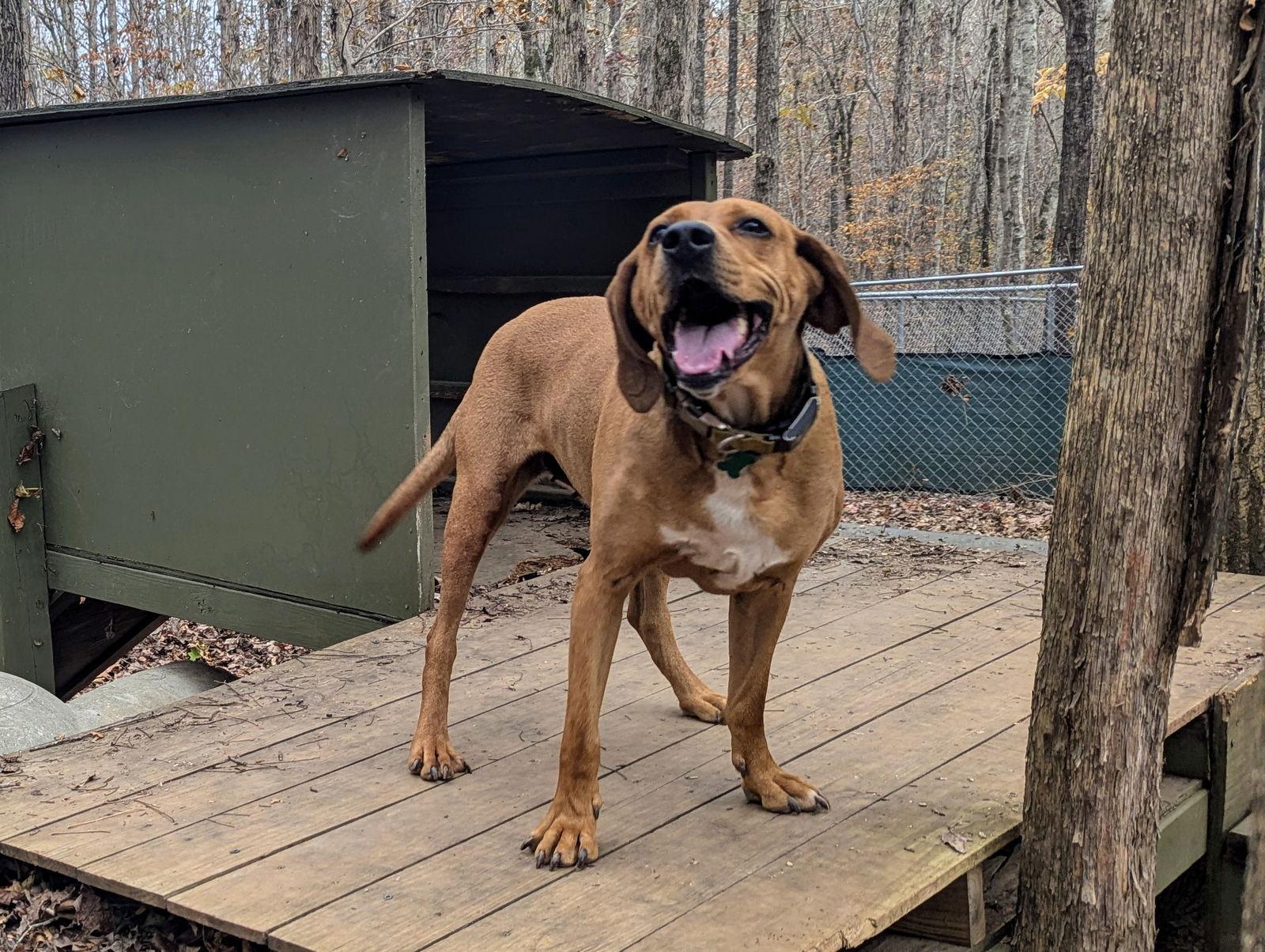 Kaya, a Adoptable Hound in Mc Cormick, SC image 1/3