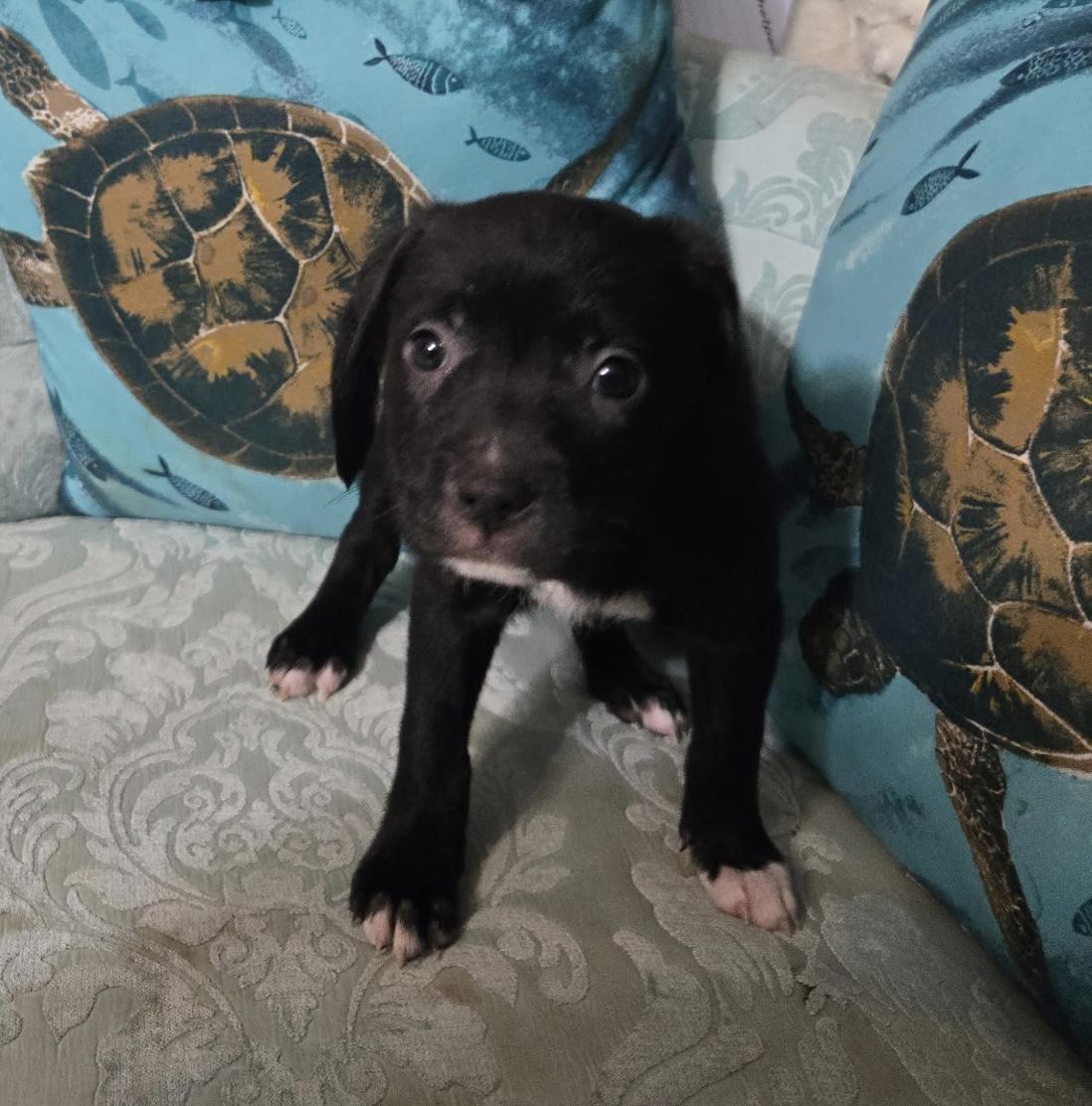 Bridget, ADOPTABLE, Puppy Female German Shepherd Dog.