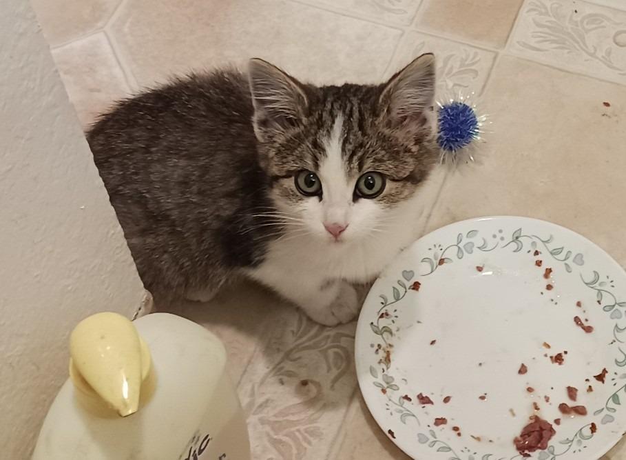 Mazel Tov, Adoptable, Kitten Male Domestic Short Hair.