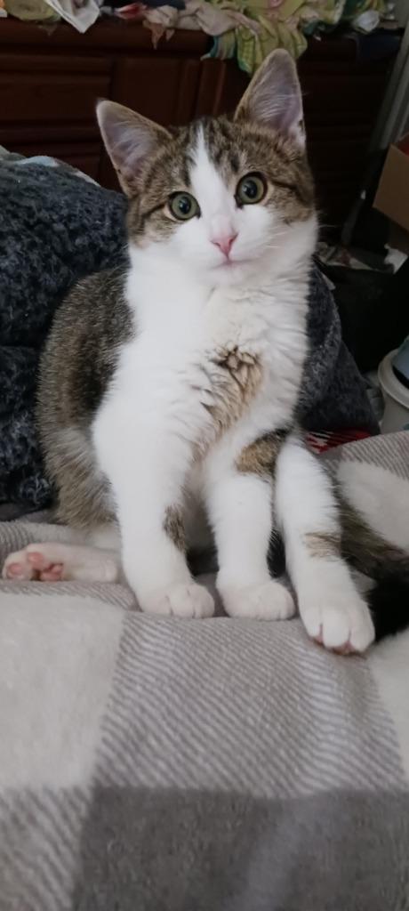 Mazel Tov, a Adoptable mixed breed in Gillette, WY image 2/3