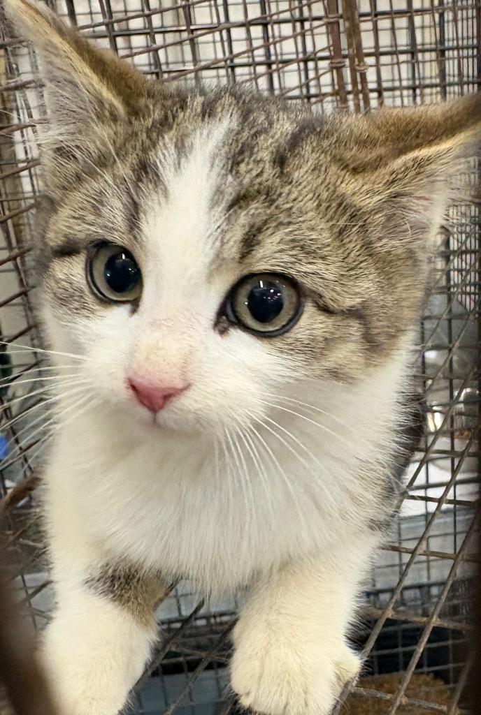 Mazel Tov, a Adoptable mixed breed in Gillette, WY image 3/3