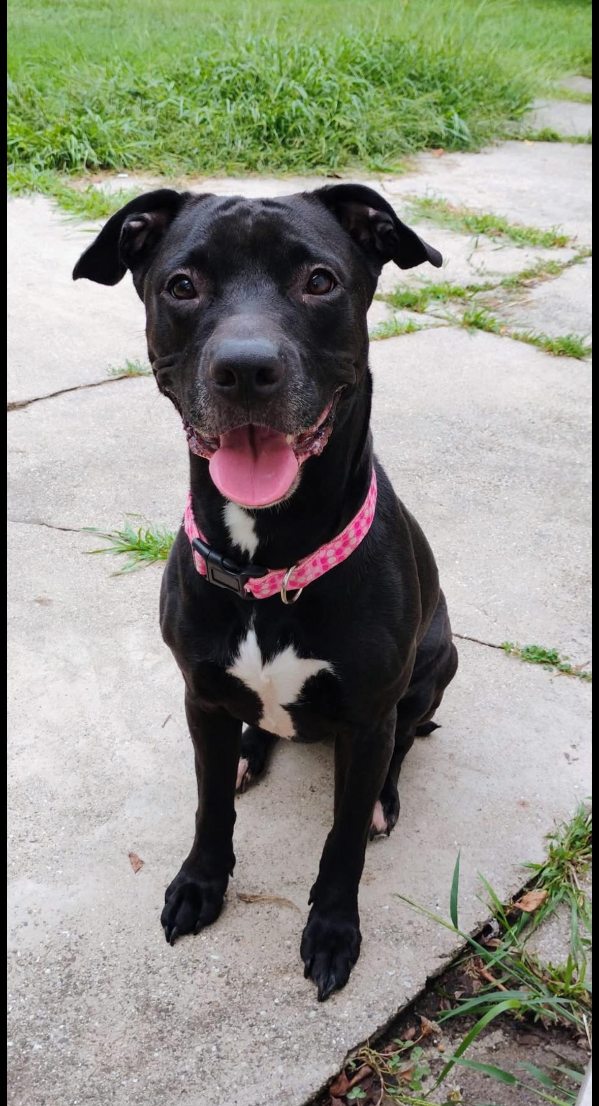 Rhea, Adoptable, Young Female Pit Bull Terrier.