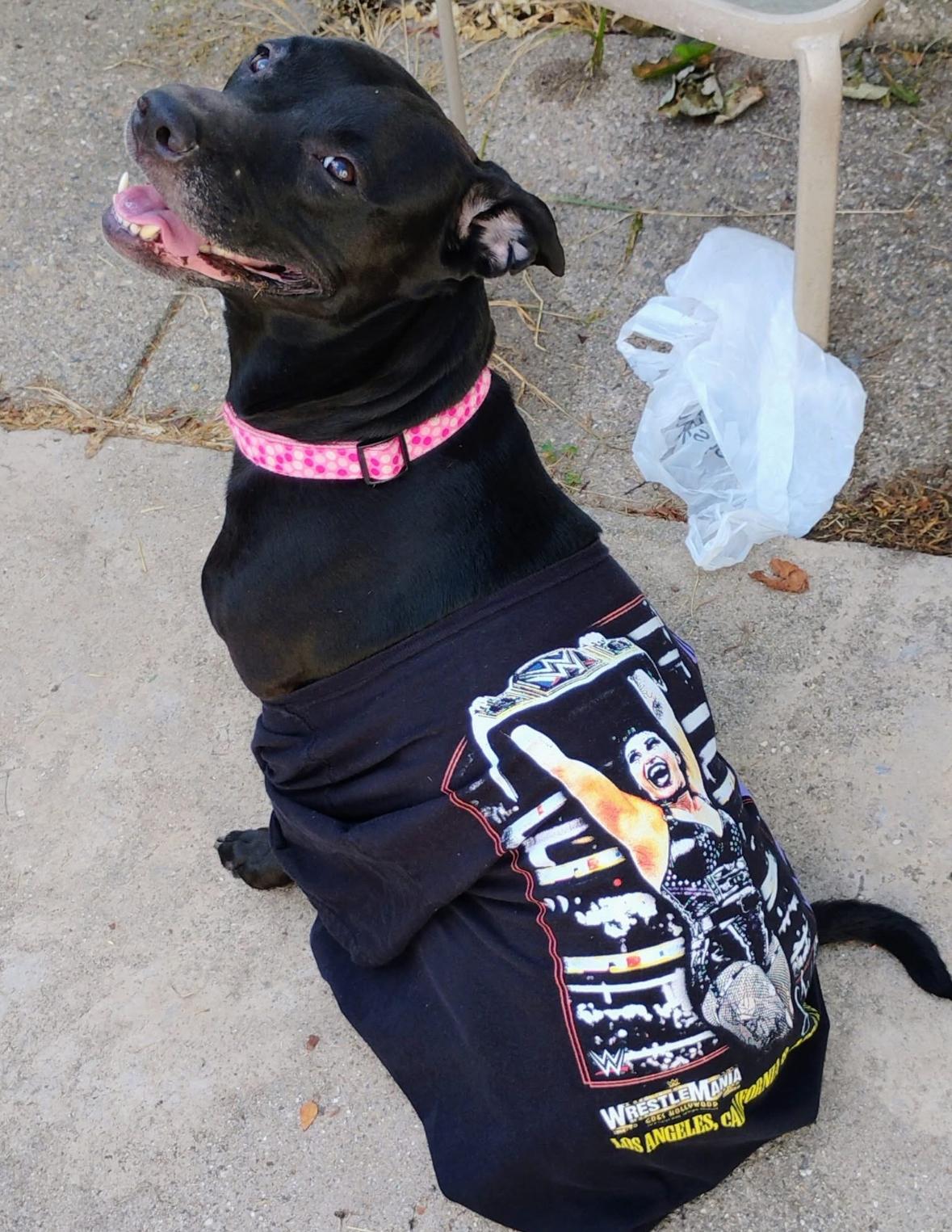 Rhea, a Adoptable mixed breed image 2/6