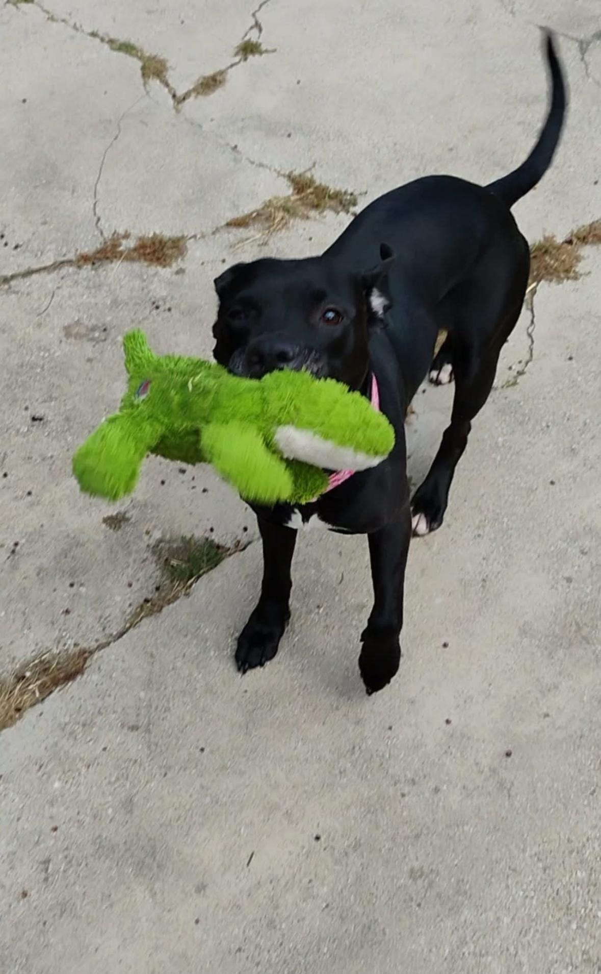 Rhea, a Adoptable mixed breed image 3/6