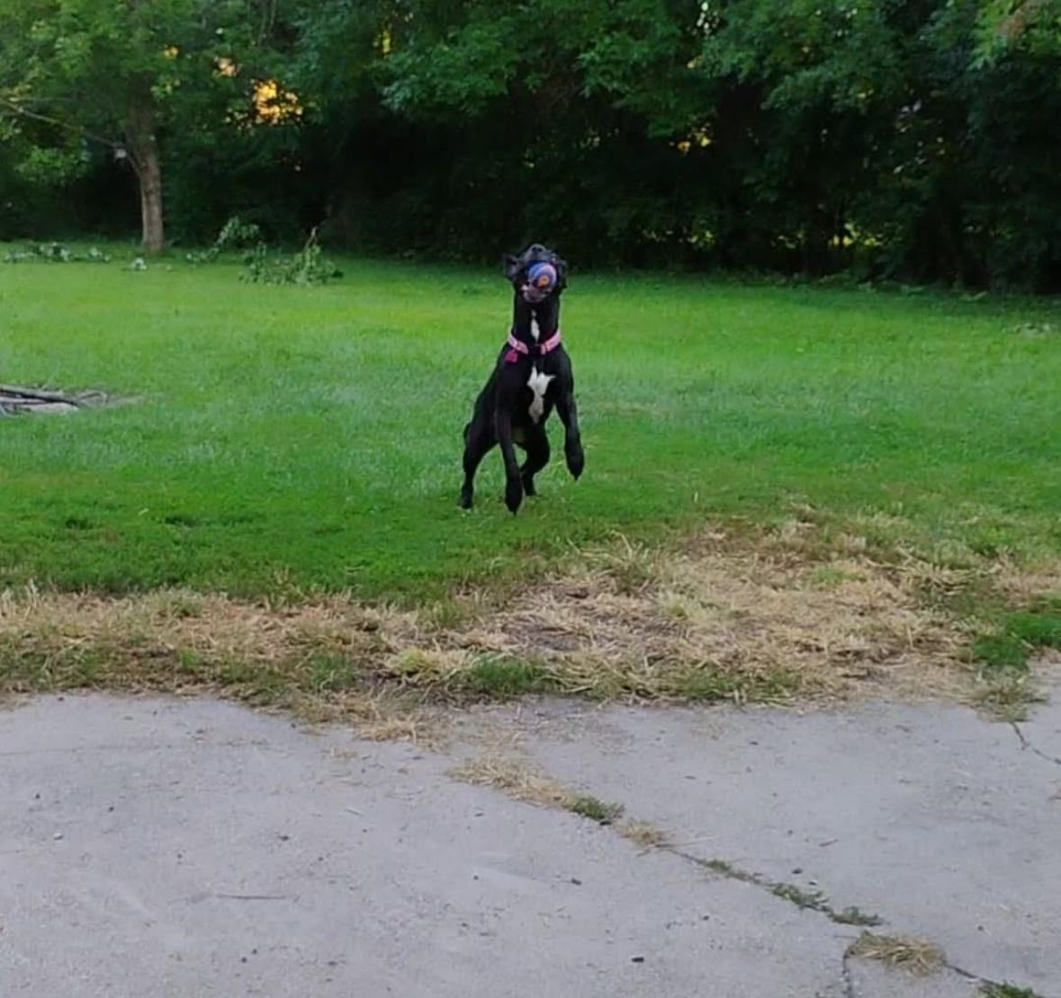 Rhea, a Adoptable mixed breed image 4/6