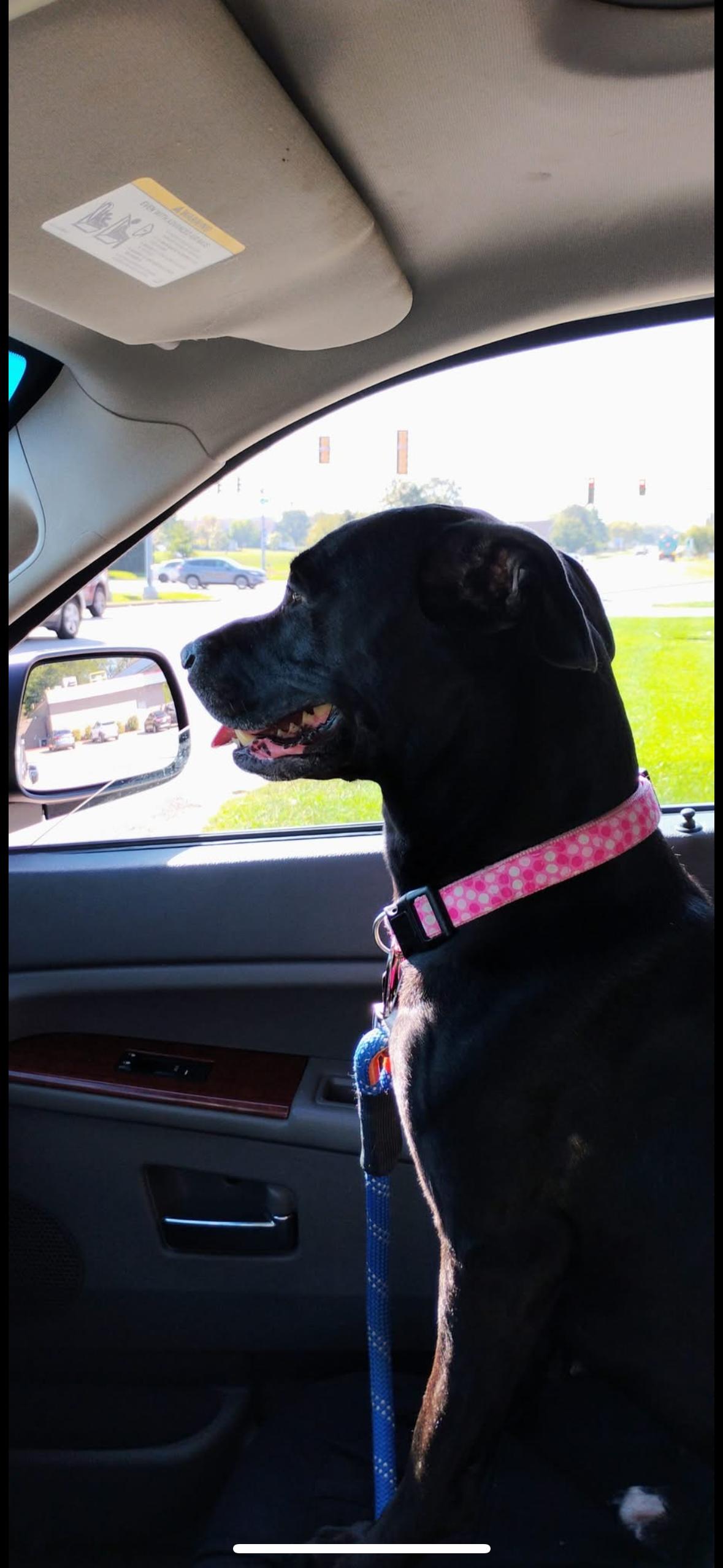 Rhea, a Adoptable mixed breed image 5/6