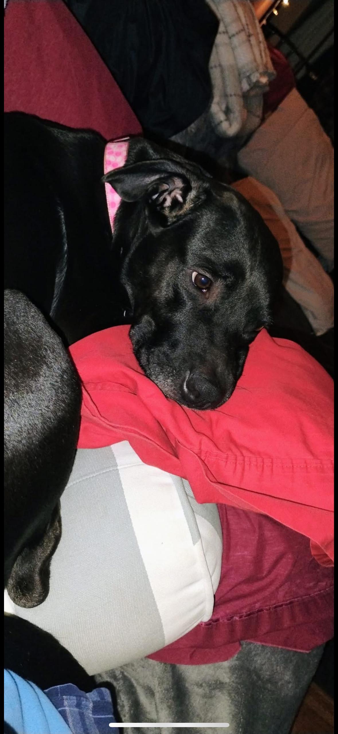 Rhea, a Adoptable mixed breed image 6/6