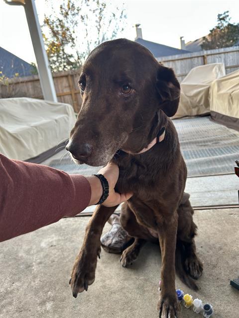 GYPSY, Adoptable, Adult Female Labrador Retriever.