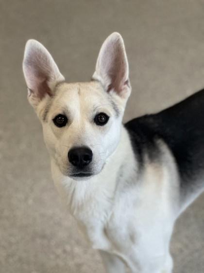 Atlas, Adoptable, Young Male Siberian Husky & Mixed Breed.