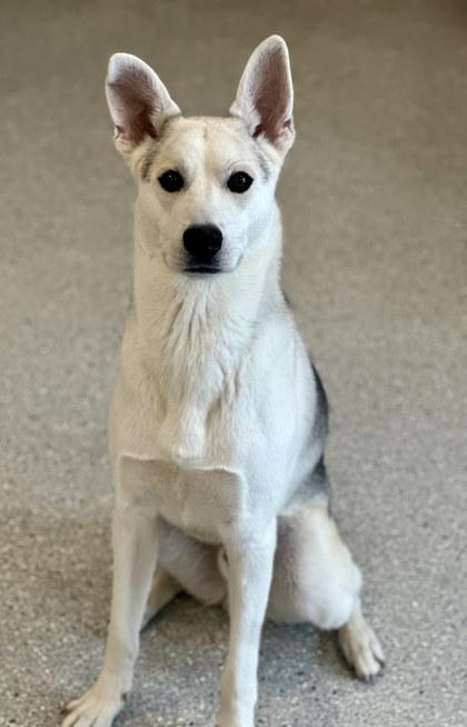 Enlarge Atlas, a Adoptable mixed breed in Twinsburg, OH image 2/3