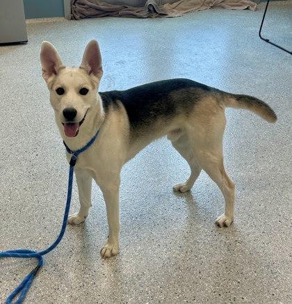 Enlarge Atlas, a Adoptable mixed breed in Twinsburg, OH image 3/3