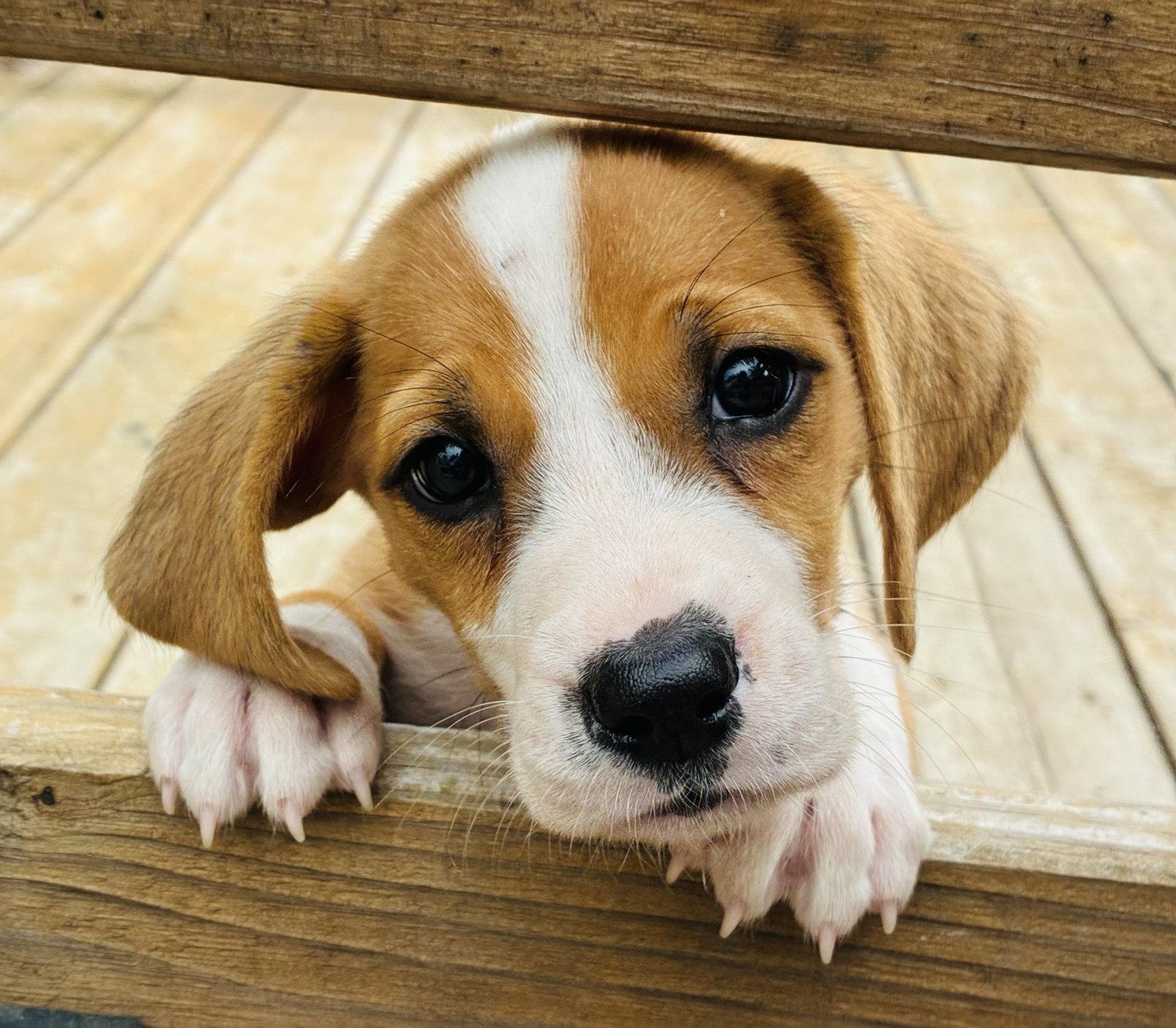Enlarge Cocoa Puff, a Adoptable mixed breed in St. Louis, MO image 1/3