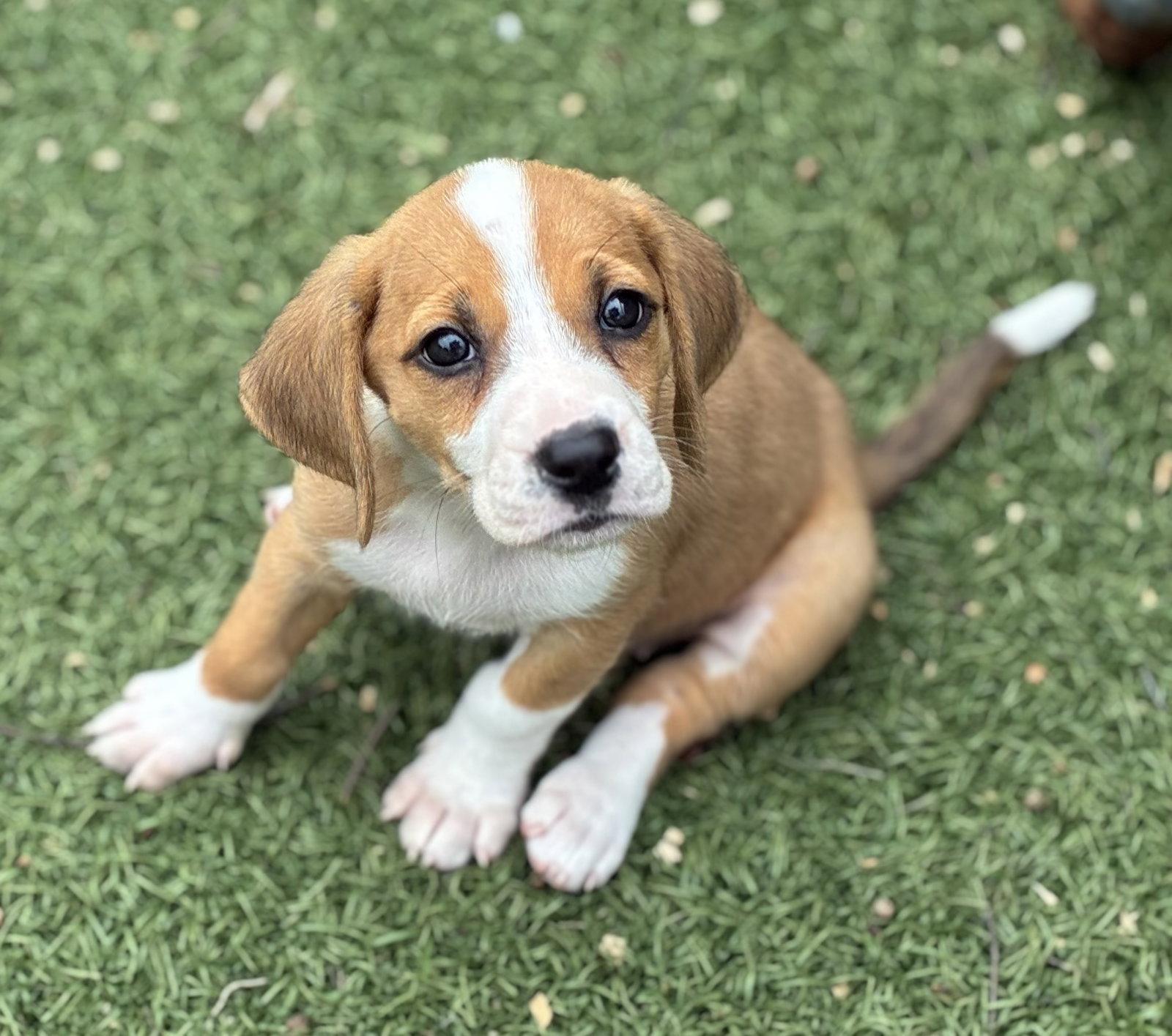 Enlarge Cocoa Puff, a Adoptable mixed breed in St. Louis, MO image 2/3