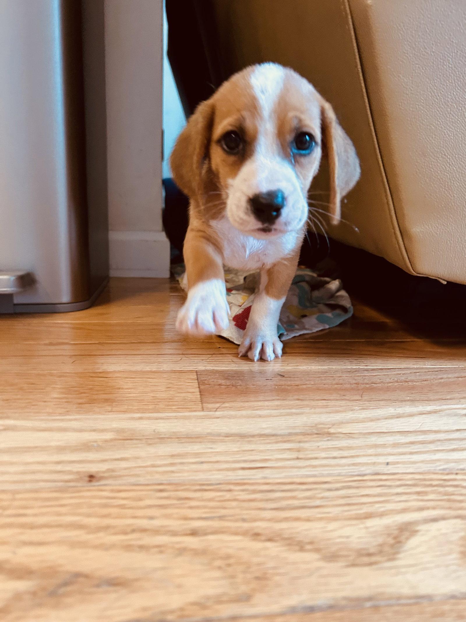 Enlarge Cocoa Puff, a Adoptable mixed breed in St. Louis, MO image 3/3