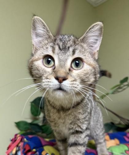 Pina Colada, a Adoptable mixed breed in Hastings, NE image 1/3