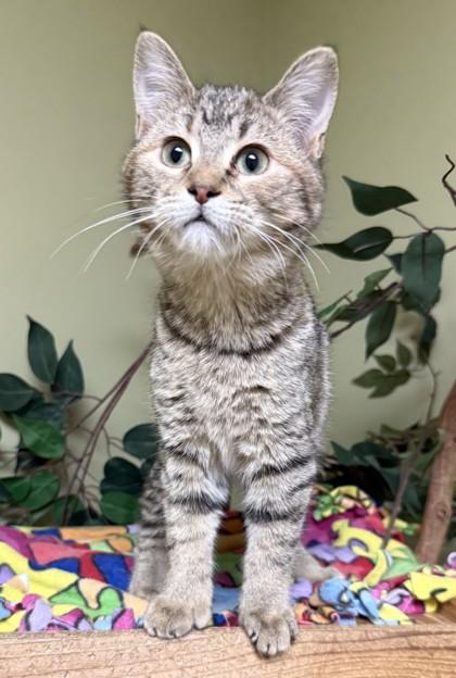 Pina Colada, a Adoptable mixed breed in Hastings, NE image 2/3