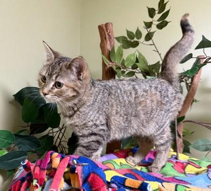 Pina Colada, a Adoptable mixed breed in Hastings, NE image 3/3