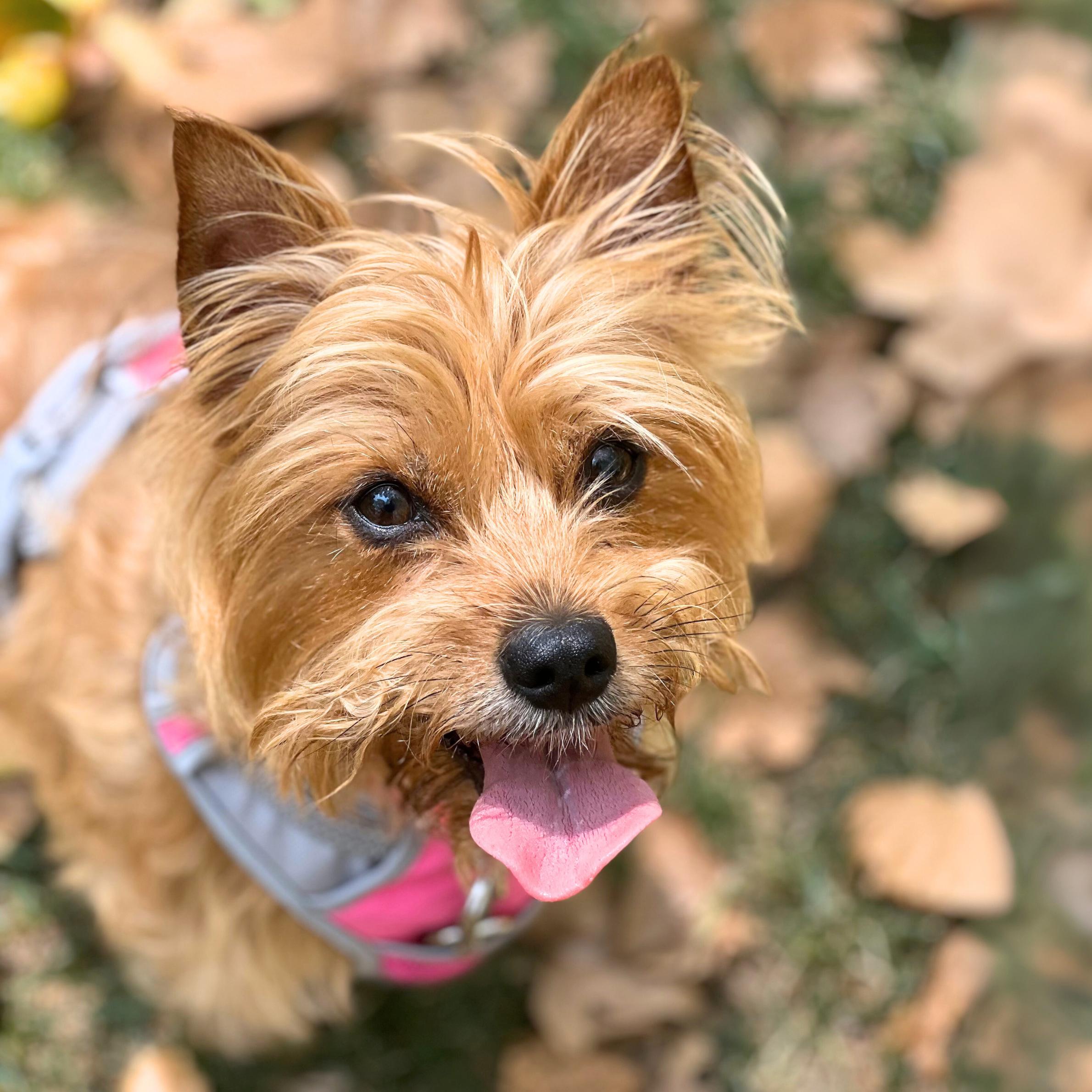 Lucifer, an adoptable Morkie in New York, NY, 10012 | Photo Image 3
