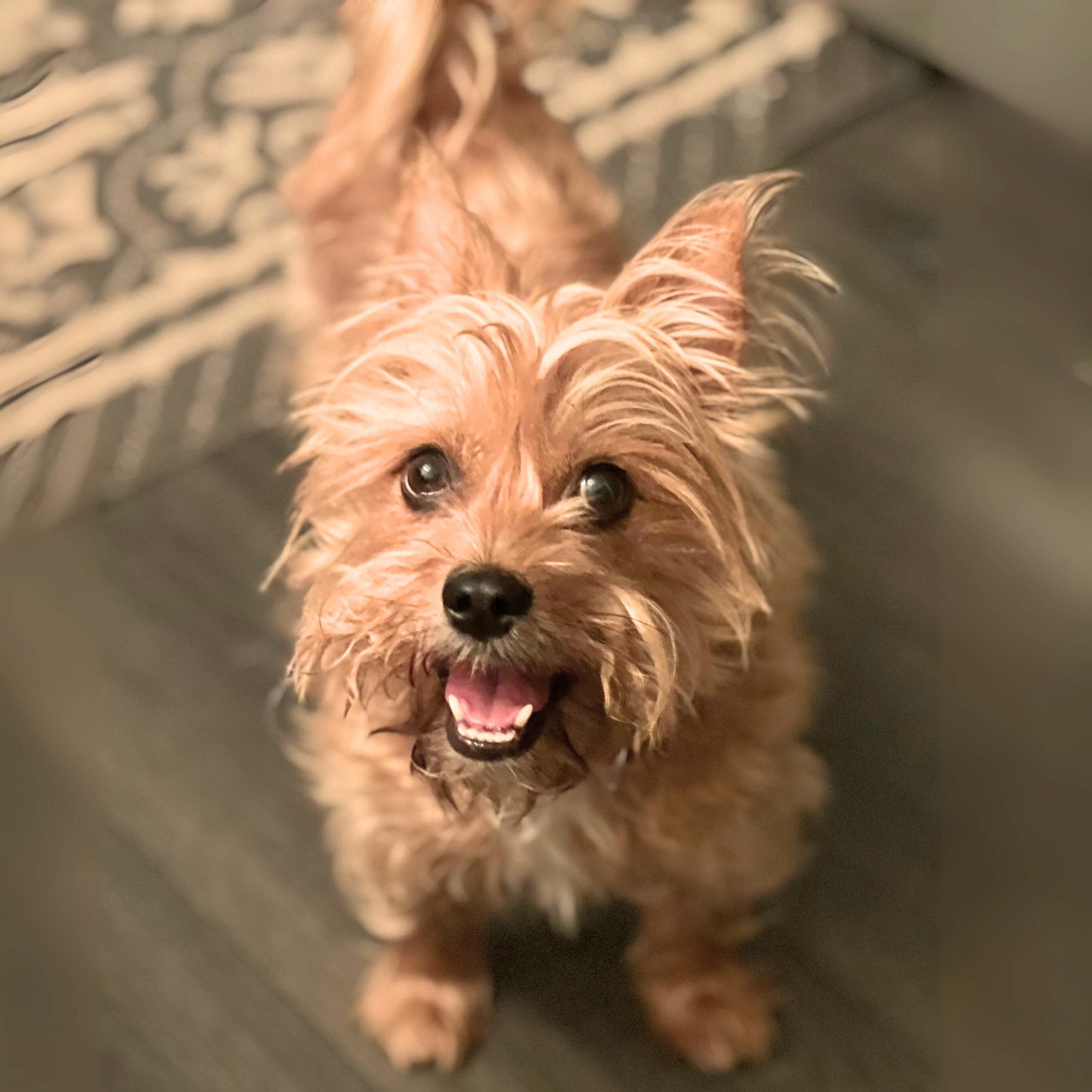 Lucifer, an adoptable Morkie in New York, NY, 10012 | Photo Image 5