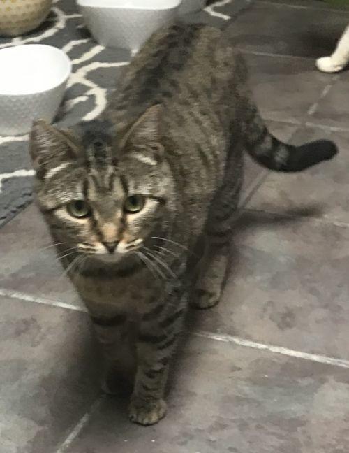 Stranger, Adoptable, Adult Female Domestic Short Hair.