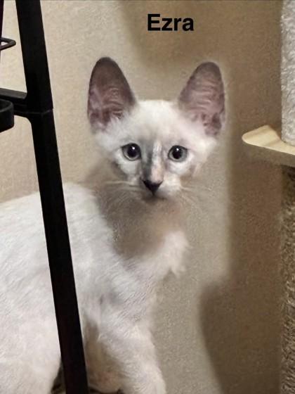 Ezra, Adoptable, Kitten Female Domestic Short Hair & Domestic Short Hair.