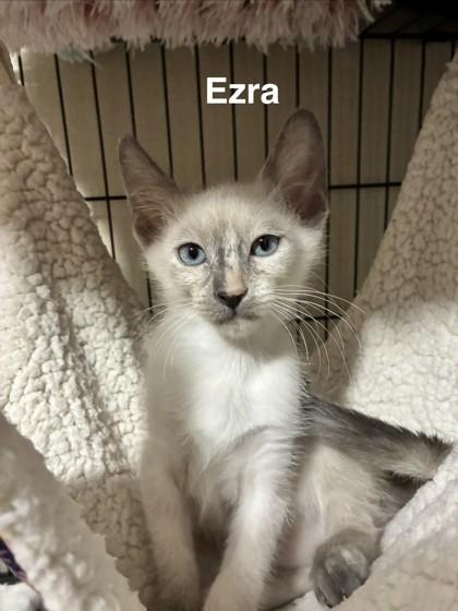 Enlarge Ezra, a Adoptable mixed breed in Oklahoma City, OK image 2/3