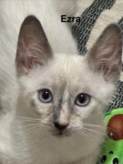 Enlarge Ezra, a Adoptable mixed breed in Oklahoma City, OK image 3/3