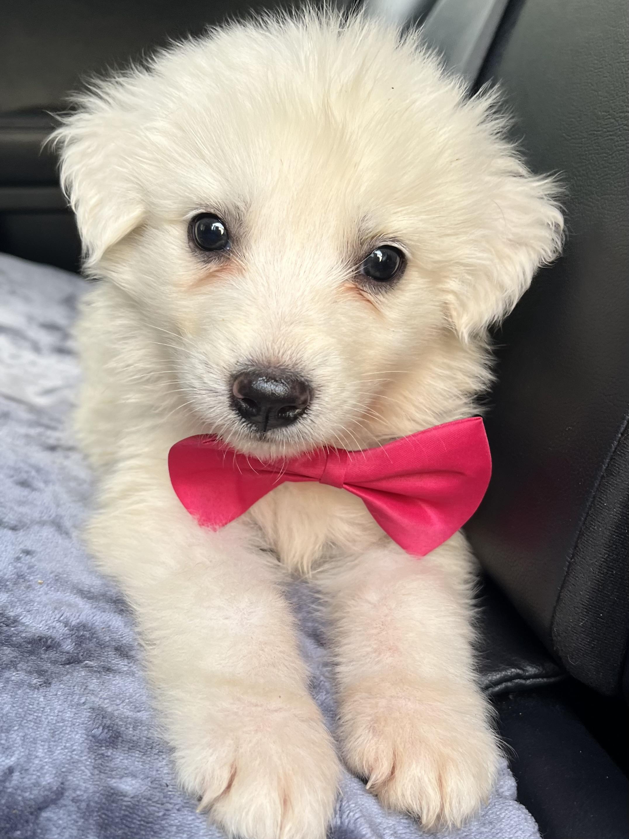 Enlarge Coconut , a Adoptable Great Pyrenees in Charlotte , NC image 3/6