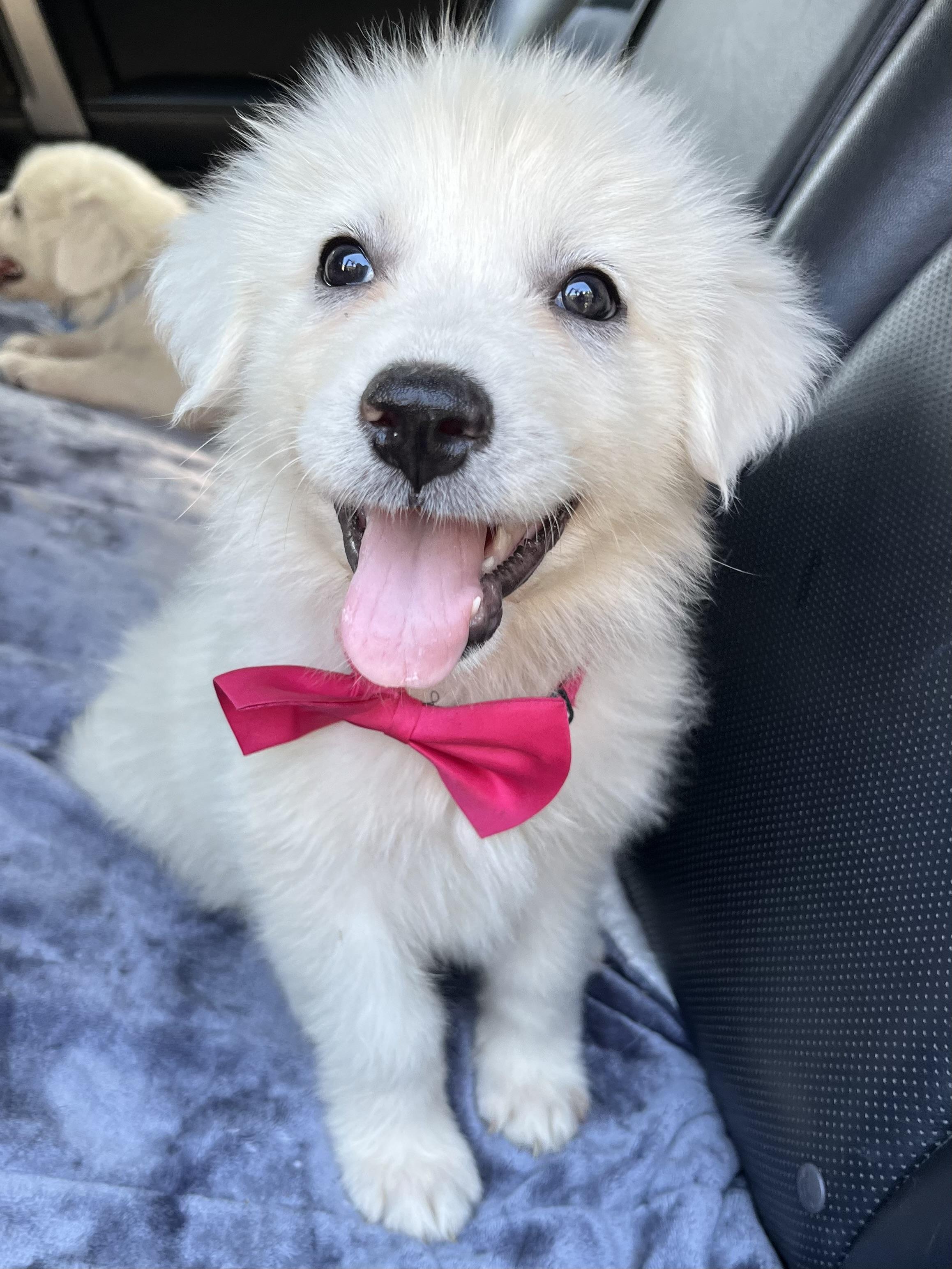 Enlarge Coconut , a Adoptable Great Pyrenees in Charlotte , NC image 5/6