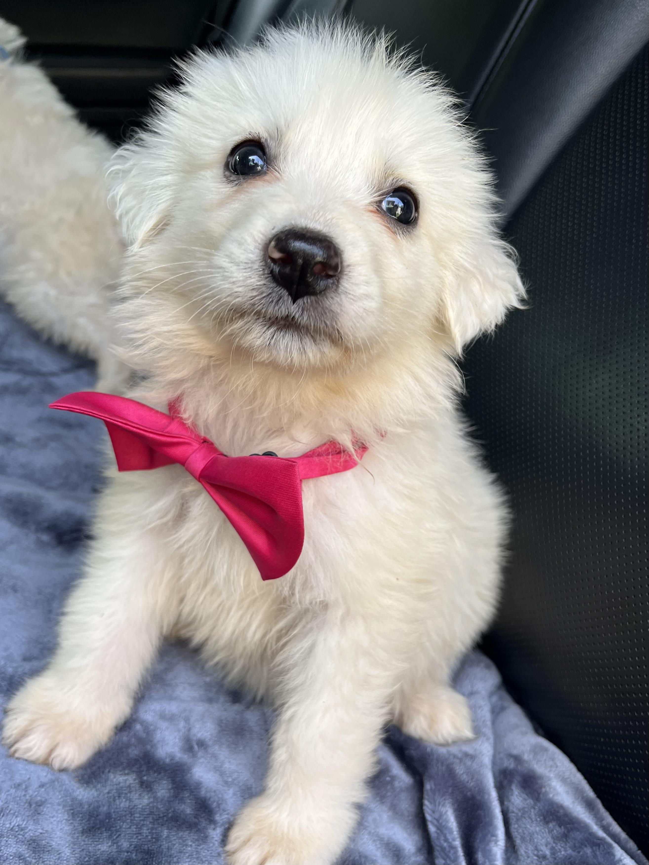 Enlarge Coconut , a Adoptable Great Pyrenees in Charlotte , NC image 2/6