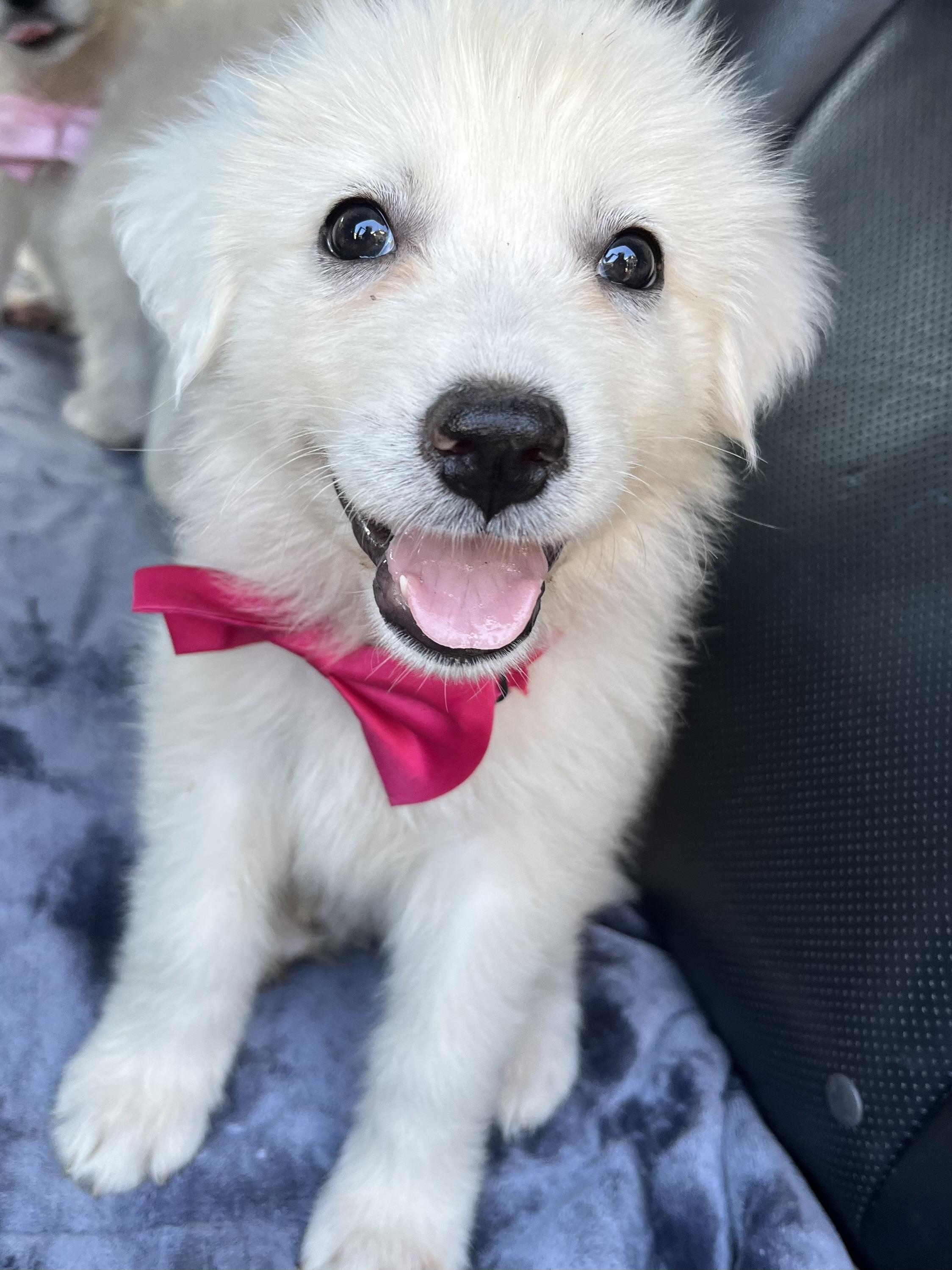 Enlarge Coconut , a Adoptable Great Pyrenees in Charlotte , NC image 4/6