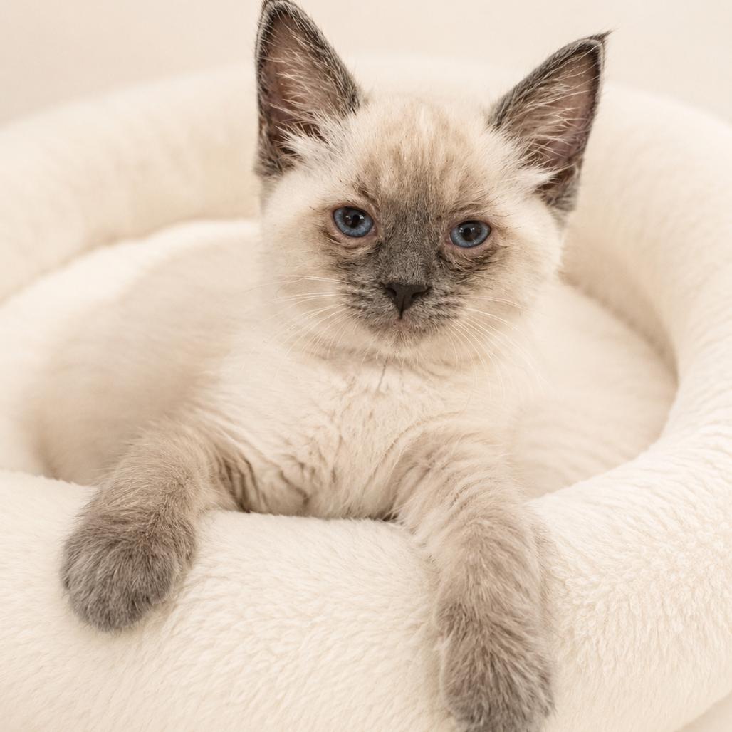 Monkey, Adoptable, Kitten Female Siamese.