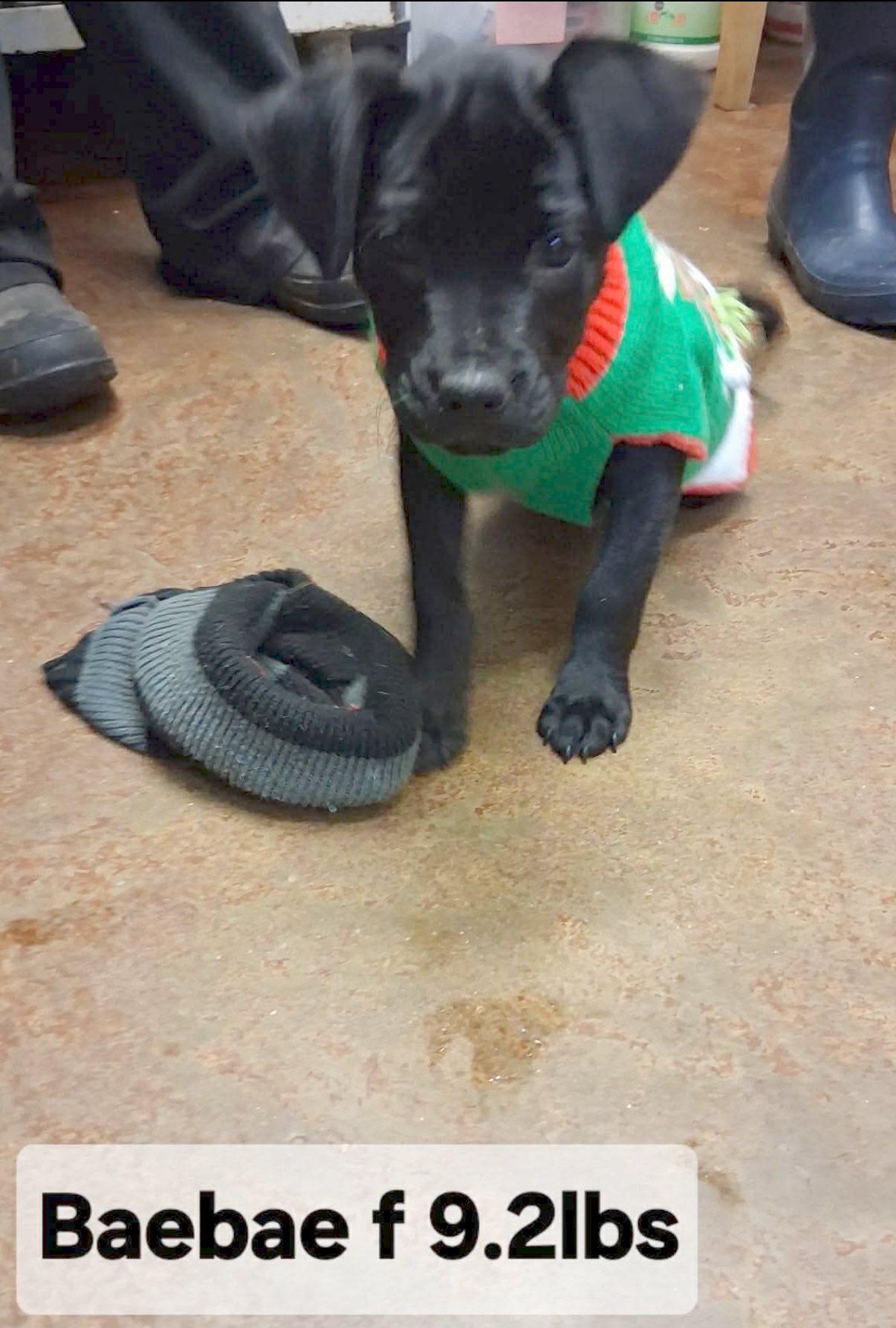 Enlarge Baebae, a ADOPTABLE mixed breed in Ringwood, NJ image 1/1