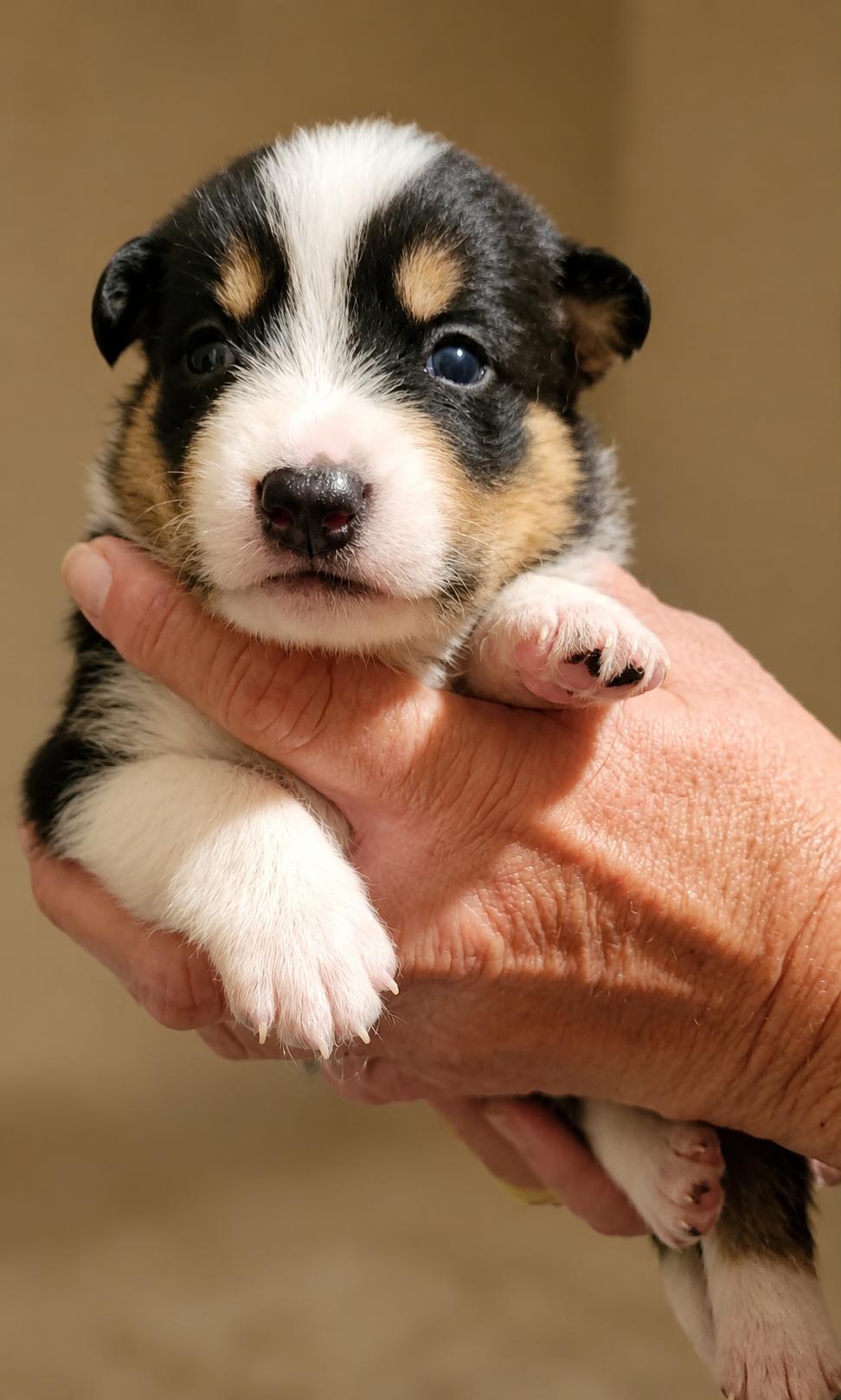 Figaro Yoyo, a Adoptable mixed breed in Woburn, MA image 2/4