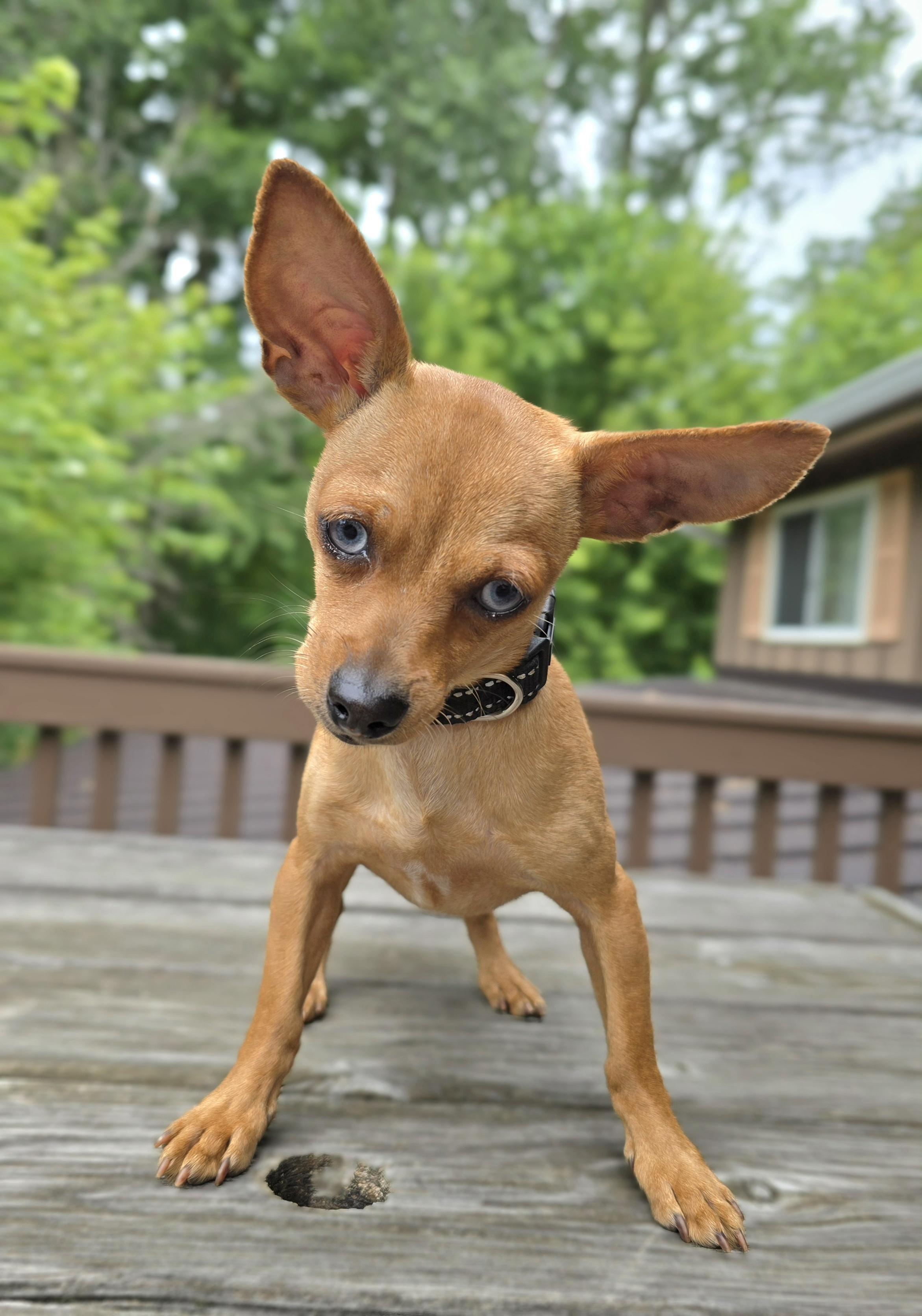 Frankie