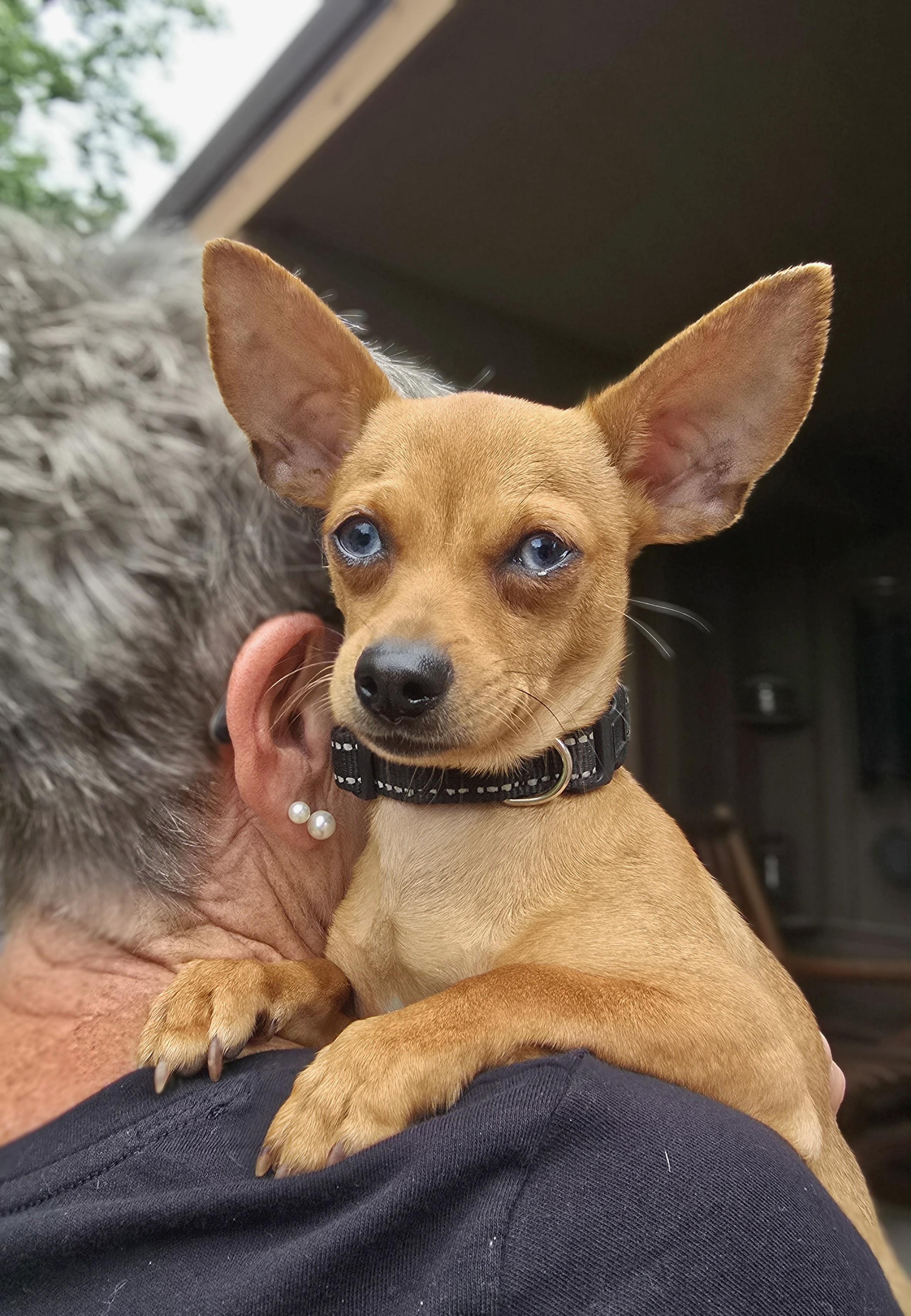 Frankie