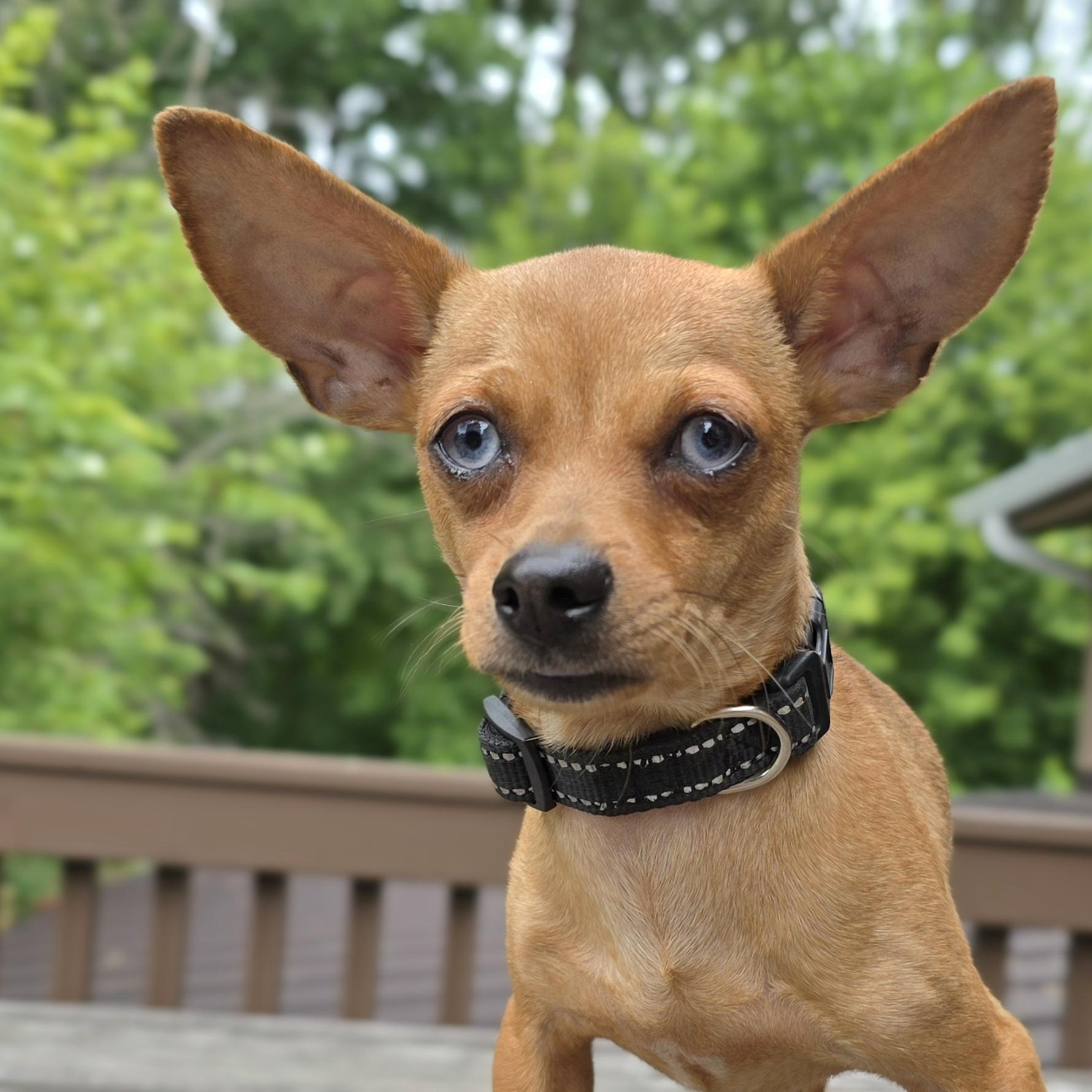 Frankie